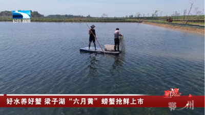 鄂州：好水养好蟹 梁子湖“六月黄”螃蟹抢鲜上市