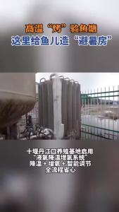 高温 “烤” 验鱼塘！湖北给鱼儿造 “避暑房”