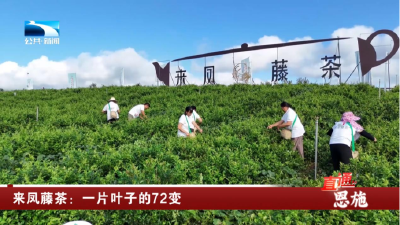 来凤藤茶：一片叶子的72变