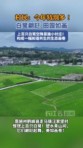 白鹭翩跹 田园如画