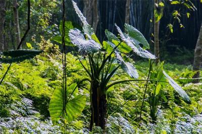 这4种常见植物有毒！家里有娃的，尤其要注意→