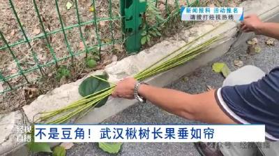 武汉这条路上大量出现“豆角”，长达1米！记者摘下来发现……