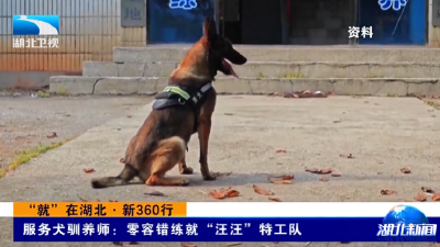 “就”在湖北·新360行 | 服务犬驯养师：零容错练就“汪汪”特工队
