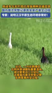 绝迹多年彩鹮情侣现身荆州崇湖湿地 国内首次完整记录其安家产崽全过程