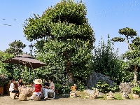 图集|盆景扮靓庭院 巾帼巧绘新景