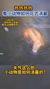 热热热热热 看小动物如何花式消暑