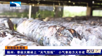 科技助农增效 | 随州：香菇大棚装上“天气预报” 小气象助力大丰收