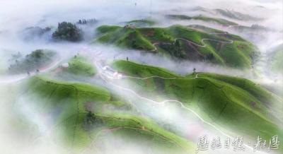 为什么是摩洛哥？ —— 鹤峰茶锚定北非市场的背后
