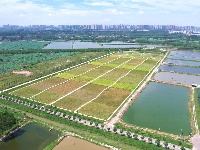 图集丨碧水蜿蜒，绿意绵延！荆州白水滩湿地绘就城市生态画卷