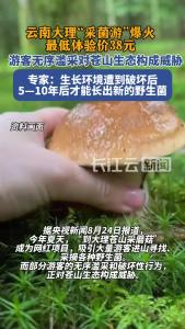 云南大理“采菌游”爆火，游客滥采野生菌威胁苍山生态