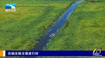 湖北卫视关注 | 迎战汛期 守护“水下森林”
