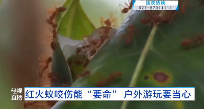 红火蚁咬伤能“要命” 户外游玩要当心