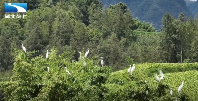 生态湖北：白鹭栖息乡村  生态田园展新姿