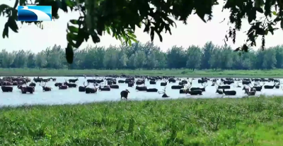 2025湖北文旅第二届夏日桨板系列赛石首桃源小镇站开赛