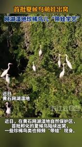 首批夏候鸟萌娃出窝！网湖湿地珍稀鸟儿“带娃学艺”