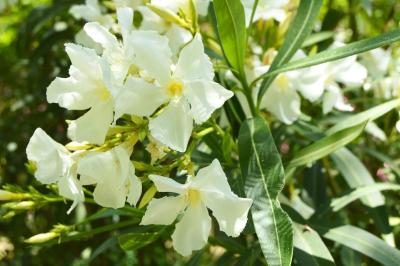 这4种常见植物有毒！家里有娃的，尤其要注意→