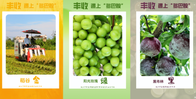 湖北枝江：丰收遇上“多巴胺”，快来pick你心仪的“丰收色”