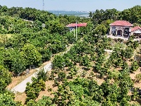 图集|盆景扮靓庭院 巾帼巧绘新景