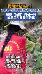 物种新纪录+1！湖北发现首例珍稀兰科植物扇唇舌喙兰