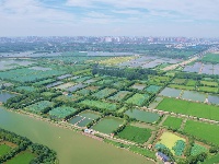 图集丨碧水蜿蜒，绿意绵延！荆州白水滩湿地绘就城市生态画卷