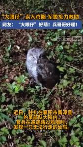 “大眼仔”误入鸡圈 军警接力救助