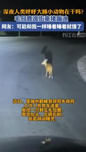 小动物深夜不睡在干吗？毛冠鹿巡街、豪猪蹦迪……