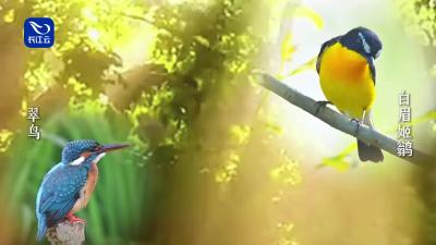 全国生态日，一起舞动知音湖北！