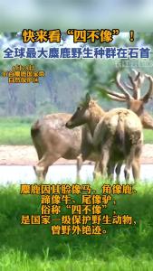 快来看“四不像”！石首拥有全球最大麋鹿野生种群