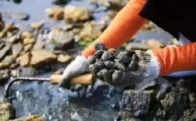“能捡几百斤”！台风后海滩遍地海鲜，紧急提醒！
