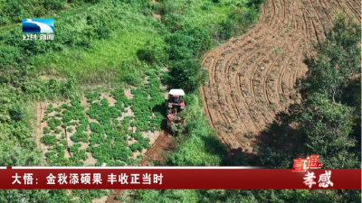 大悟：金秋添硕果 丰收正当时