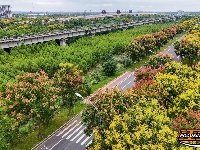 图集丨荆州秋色上线 栾树悄然换装