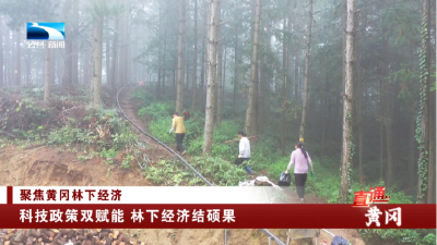 直通黄冈｜科技政策双赋能 林下经济结硕果