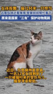 女孩报警：猫儿叼来一只怪鸟 远看似鸽近看像鹰 警察叔叔帮忙看下 原来是国家“三有”保护动物鹰鹃