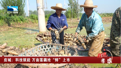 应城：科技赋能 万亩莲藕抢“鲜”上市