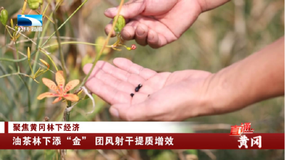 直通黄冈｜油茶林下添“金” 团风射干提质增效