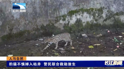 豹猫不慎掉入枯井 警民联合救助放生
