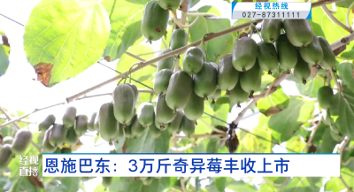 恩施巴东：3万斤奇异莓丰收上市