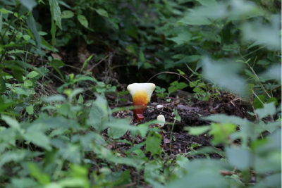襄阳保康：林下种灵芝 富村又富民