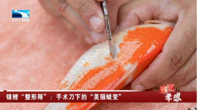 锦鲤“整形师”：手术刀下的“美丽蜕变”