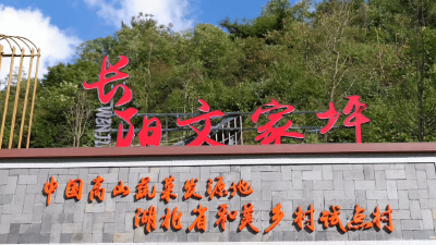 长江畔的亿元村丨又迎丰收季 小小番茄种出亿元“红”利