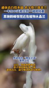 通体洁白似水晶 恩施鹤峰惊现近危植物水晶兰 