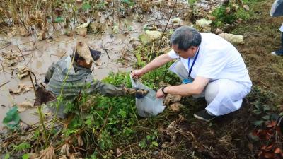 武汉农检加大莲藕消费季检测力度，确保市民放心“煨藕汤”