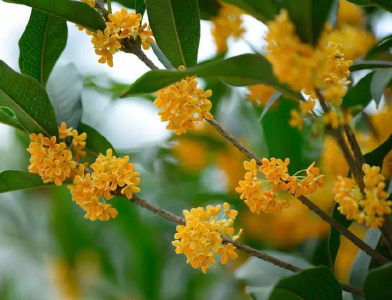 风里有秋的味道！解放公园的桂花开了
