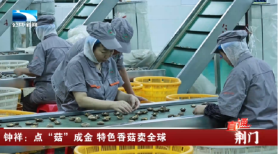 钟祥：点“菇”成金 特色香菇卖全球
