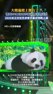 大熊猫爬上舞台了！裸眼3D舞台让珍稀动物活灵活现