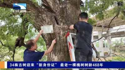 【长江新闻】宜昌枝江：34株古树迎来“新身份证” 最老一棵槐树树龄468年