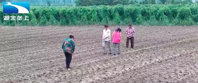 襄阳老河口：不误农时 秋栽菜苗忙
