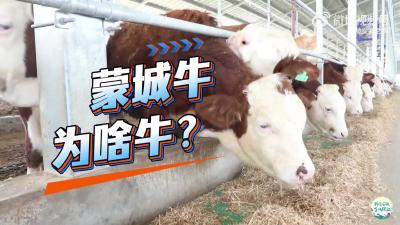 蒙城牛，为啥牛？
