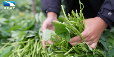 襄阳宜城：小小红薯苗 育出致富新希望