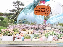 图集丨长湖花木大世界：浪漫秋色 花卉飘香